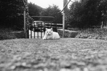 Fomapan 400 135/36 — 35mm Black & White Film, ISO 400, 36 Exposures 10/2026